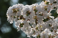 お花