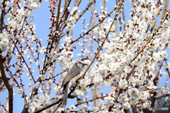 郷土の森