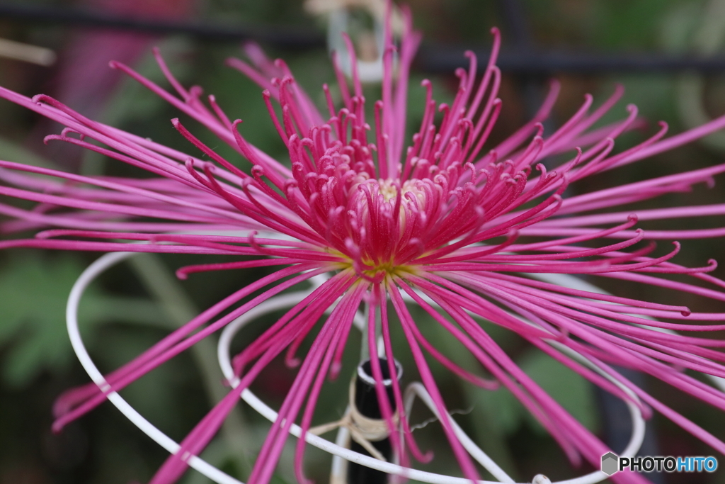 菊の花