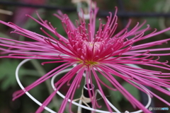 菊の花