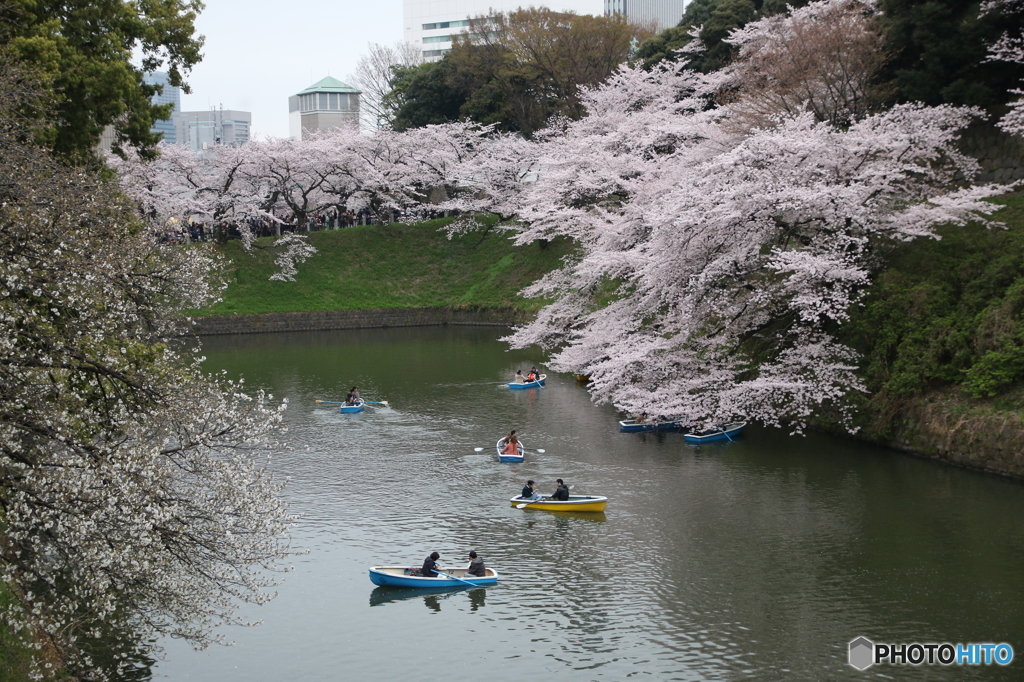 桜