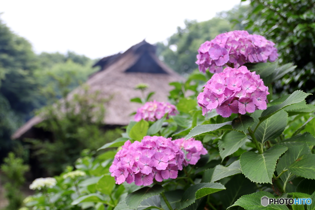 紫陽花