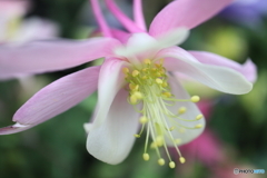 神代植物公園