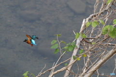 カワセミ