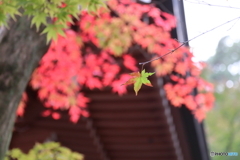 紅葉