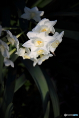街に咲く花