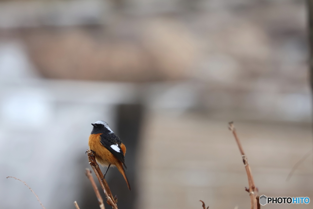 野鳥