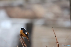 野鳥