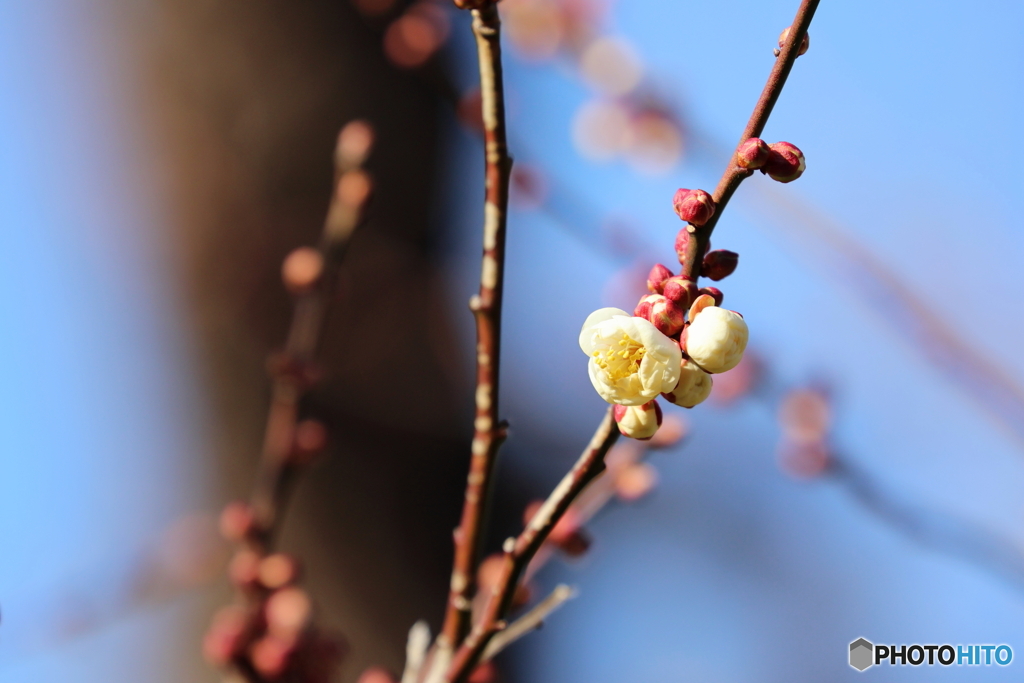 梅の花