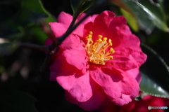 街に咲く花