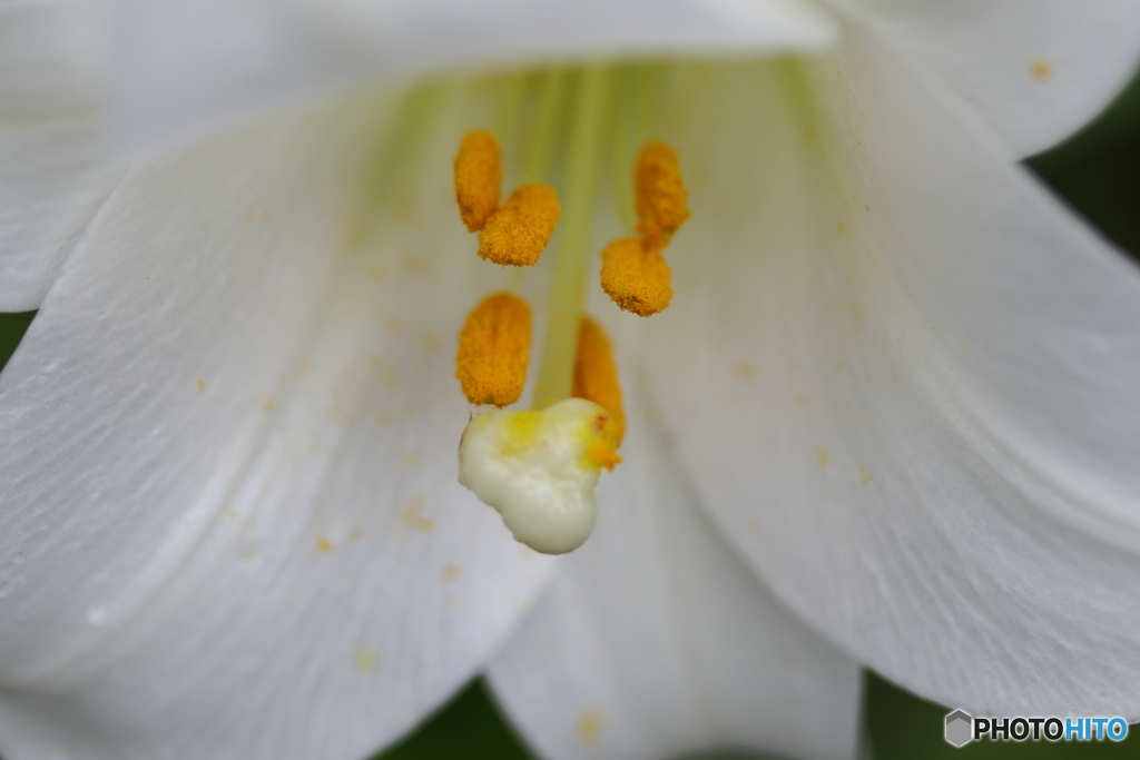 街に咲く花