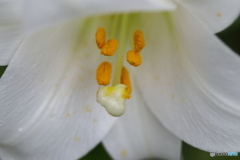 街に咲く花