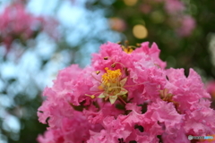 街に咲く花