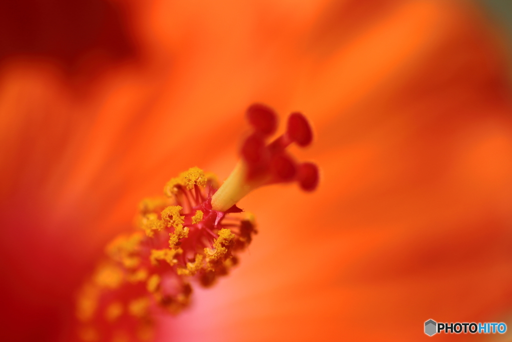 街に咲く花