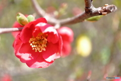公園に咲く花