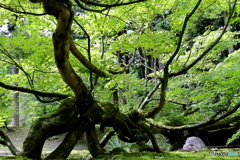 雲洞庵