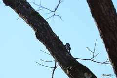 野鳥