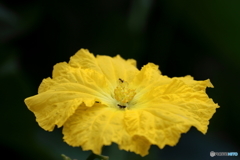 ヘチマの花