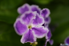 街に咲く花