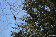 野鳥