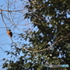 野鳥