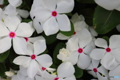 街に咲く花