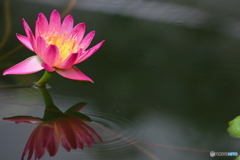 神代植物公園