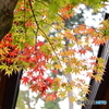 高幡不動尊