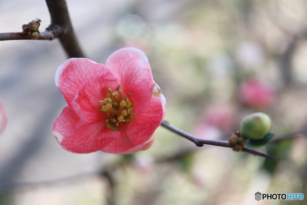 木瓜の花