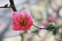 木瓜の花