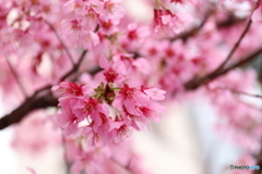 街に咲く花