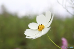 街に咲く花