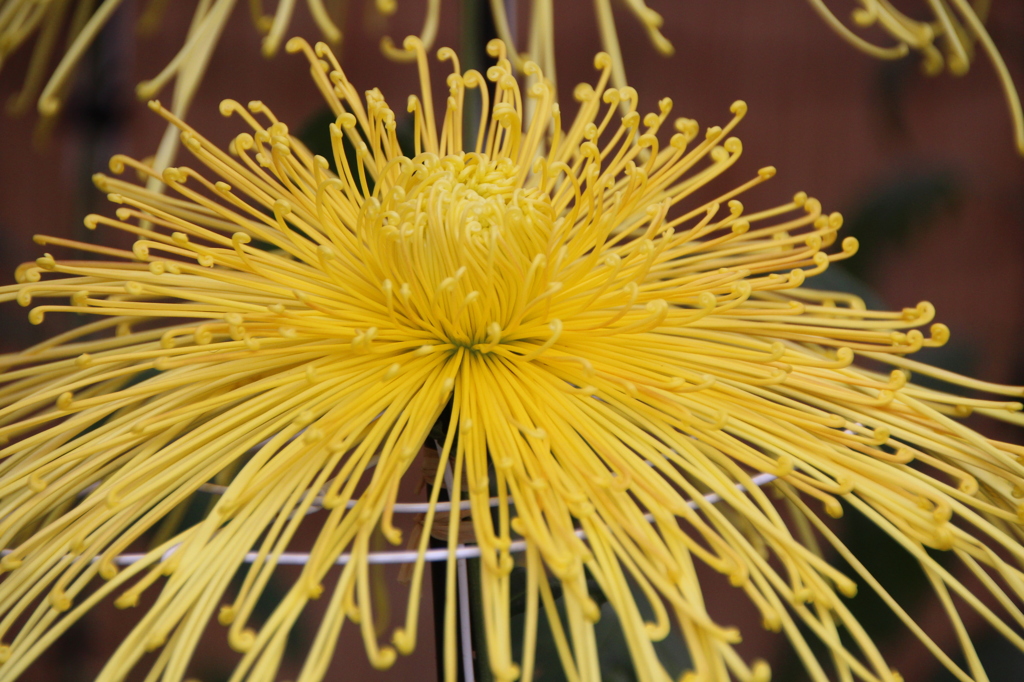 キクの花