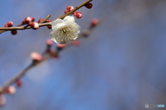 梅の花