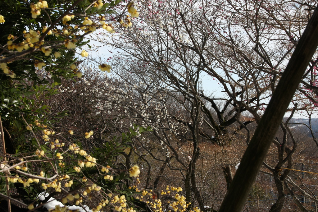 百草園梅祭り8