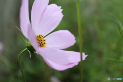 街に咲く花