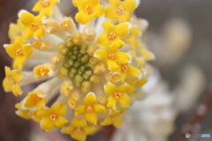 街に咲く花