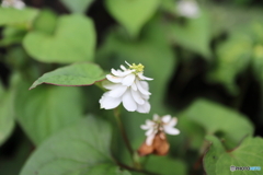 街に咲く花