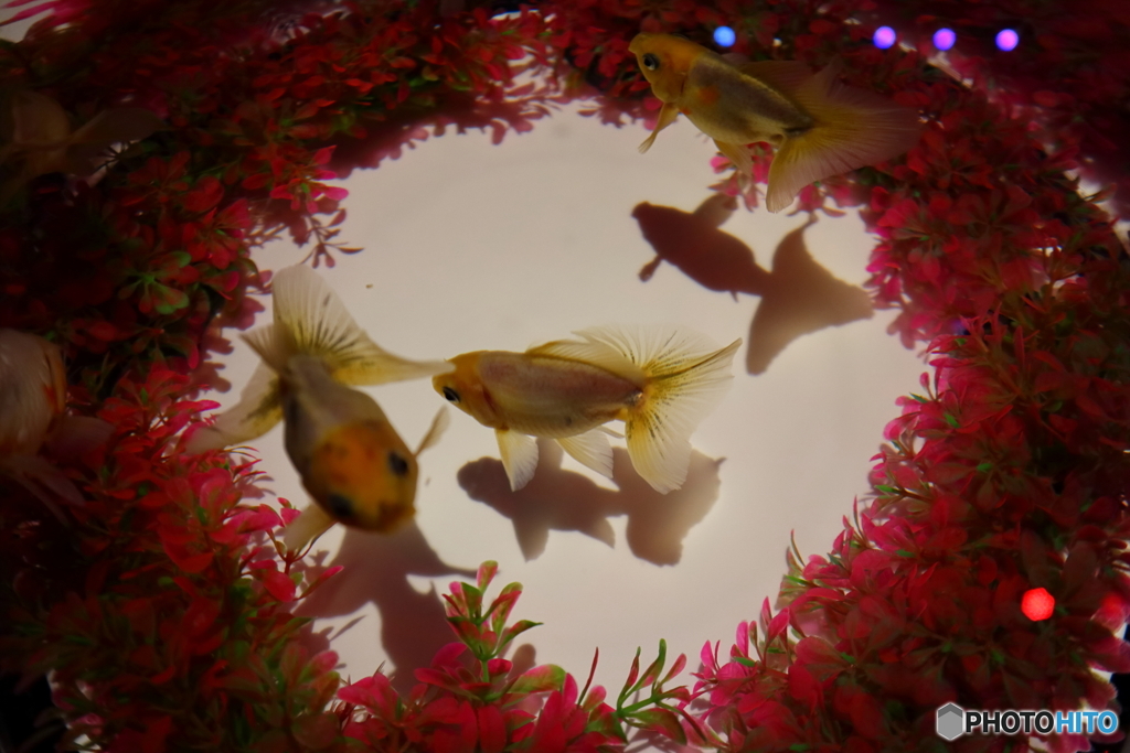アートアクアリウム