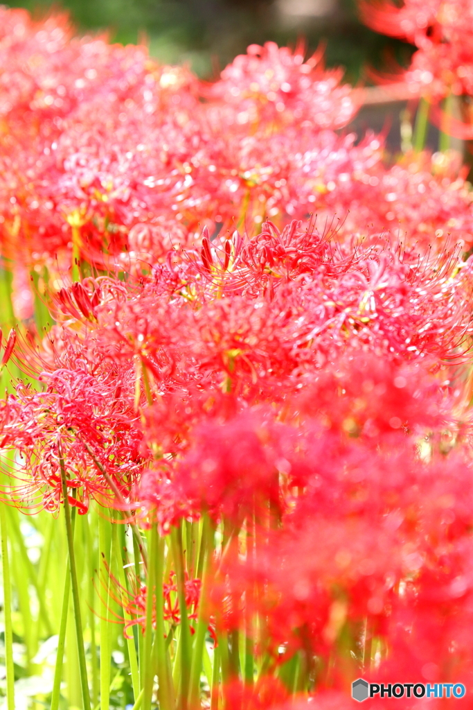 郷土の森