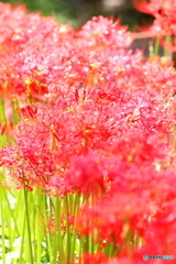 郷土の森