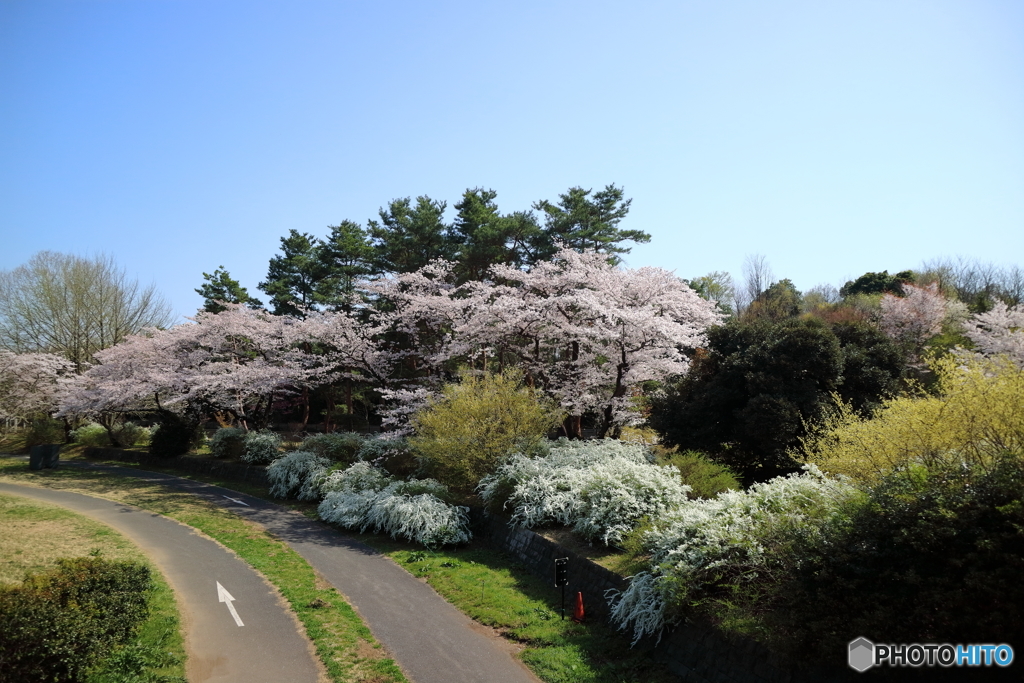 昭和記念公園