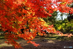 近くの公園