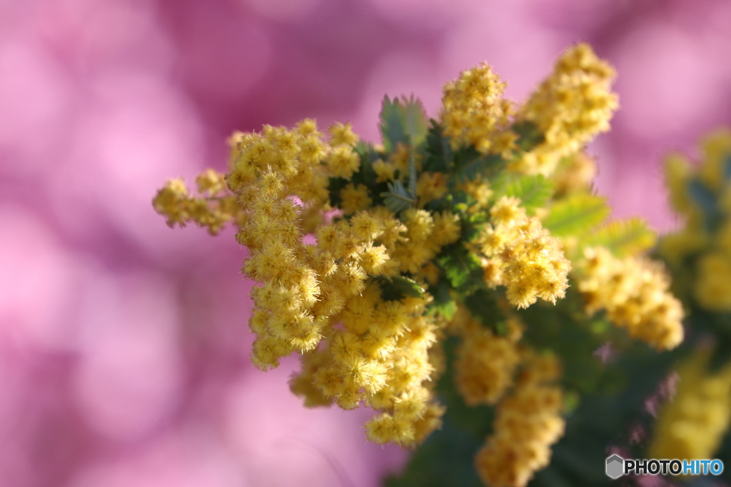 ミモザと桜