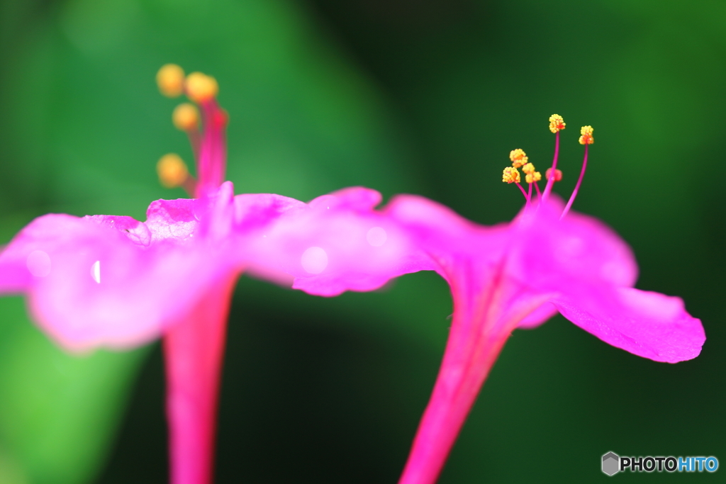 街に咲く花