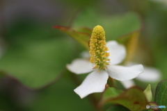 街に咲く花
