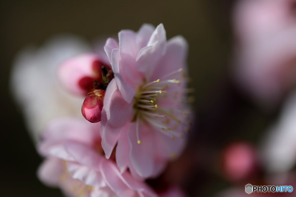 郷土の森