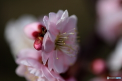 郷土の森