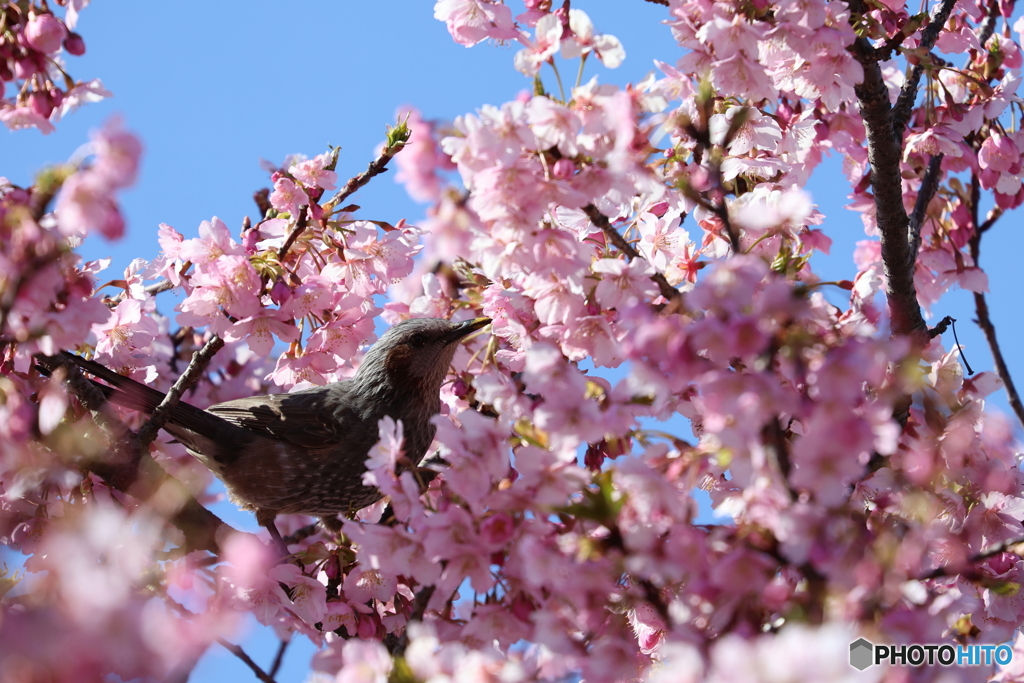 桜