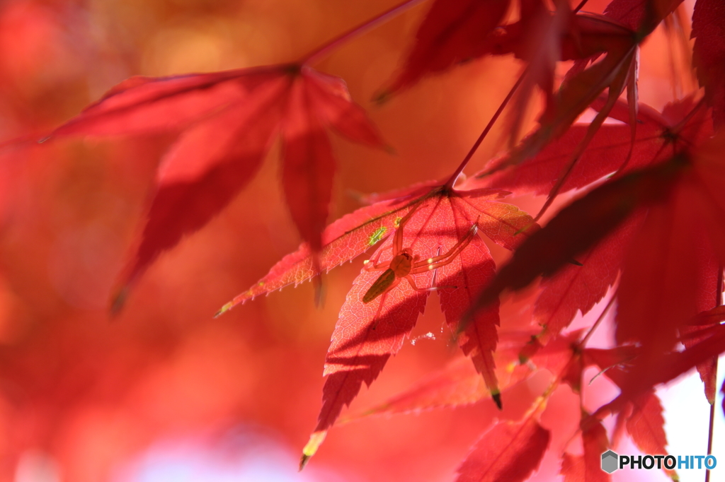 遊歩道の紅葉